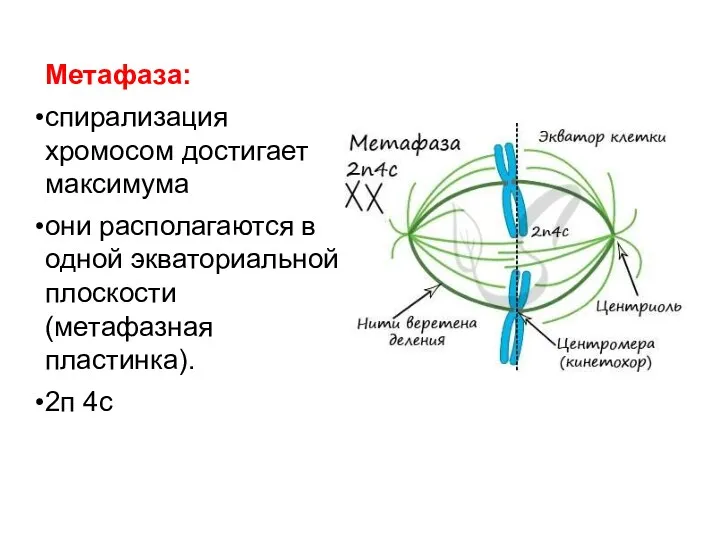 Метафаза: спирализация хромосом достигает максимума они располагаются в одной экваториальной плоскости (метафазная пластинка). 2п 4с