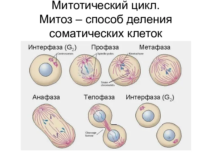 Митотический цикл. Митоз – способ деления соматических клеток