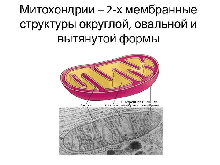 Митохондрии – 2-х мембранные структуры округлой, овальной и вытянутой формы