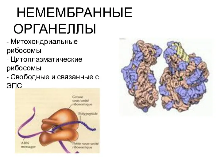 НЕМЕМБРАННЫЕ ОРГАНЕЛЛЫ - Митохондриальные рибосомы - Цитоплазматические рибосомы - Свободные и связанные с ЭПС