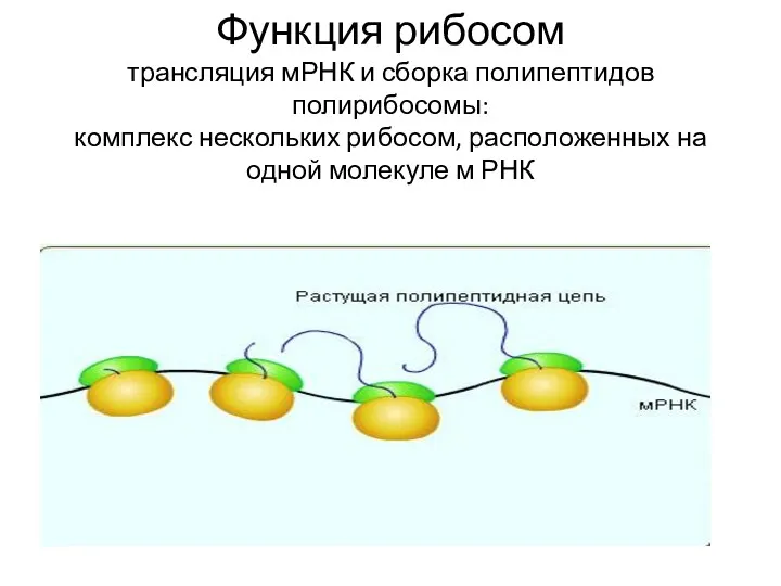 Функция рибосом трансляция мРНК и сборка полипептидов полирибосомы: комплекс нескольких рибосом, расположенных на