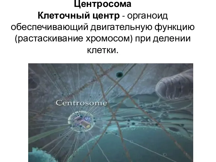 Центросома Клеточный центр - органоид обеспечивающий двигательную функцию (растаскивание хромосом) при делении клетки.