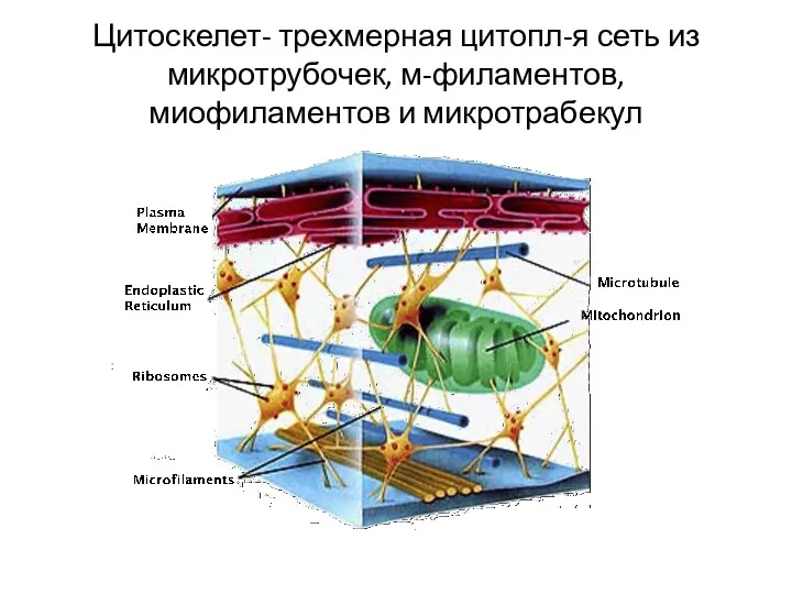 Цитоскелет- трехмерная цитопл-я сеть из микротрубочек, м-филаментов, миофиламентов и микротрабекул