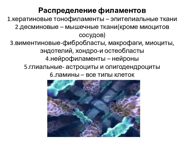 Распределение филаментов 1.кератиновые тонофиламенты – эпителиальные ткани 2.десминовые – мышечные ткани(кроме миоцитов сосудов)
