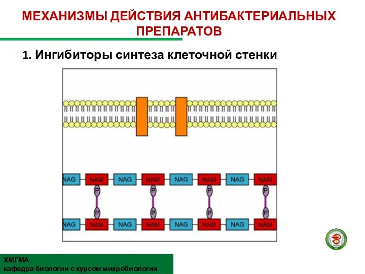 1. Ингибиторы синтеза клеточной стенки МЕХАНИЗМЫ ДЕЙСТВИЯ АНТИБАКТЕРИАЛЬНЫХ ПРЕПАРАТОВ ХМГМА кафедра биологии с курсом микробиологии