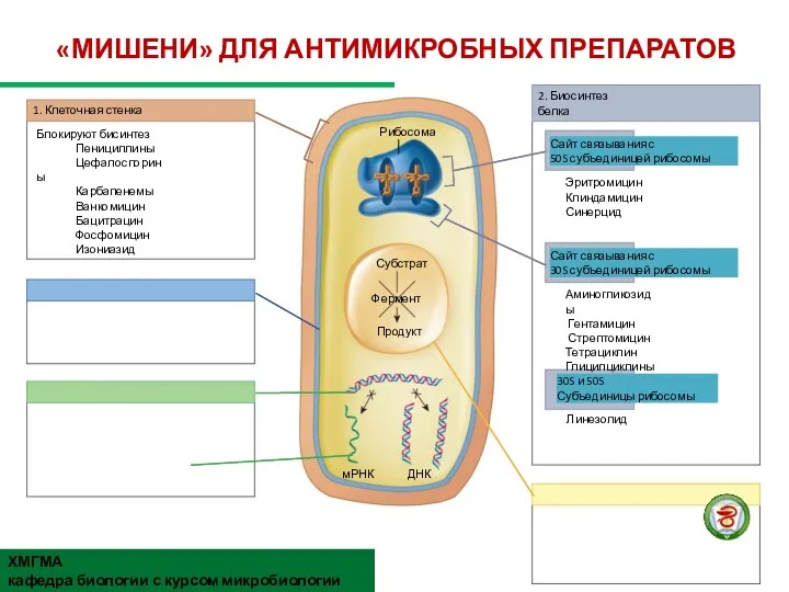 «МИШЕНИ» ДЛЯ АНТИМИКРОБНЫХ ПРЕПАРАТОВ 1. Клеточная стенка Блокируют бисинтез Пенициллины