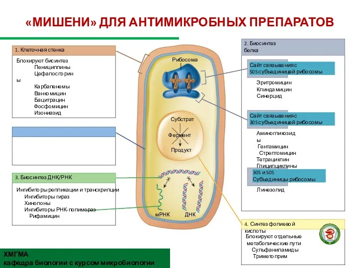 «МИШЕНИ» ДЛЯ АНТИМИКРОБНЫХ ПРЕПАРАТОВ 1. Клеточная стенка Блокируют бисинтез Пенициллины