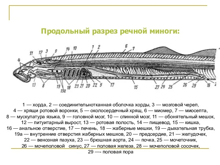 1 — хорда, 2 — соединительнотканная оболочка хорды, 3 —