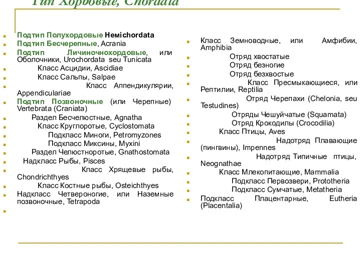 Тип Хордовые, Chordata Подтип Полухордовые Немichordata Подтип Бесчерепные, Acrania Подтип