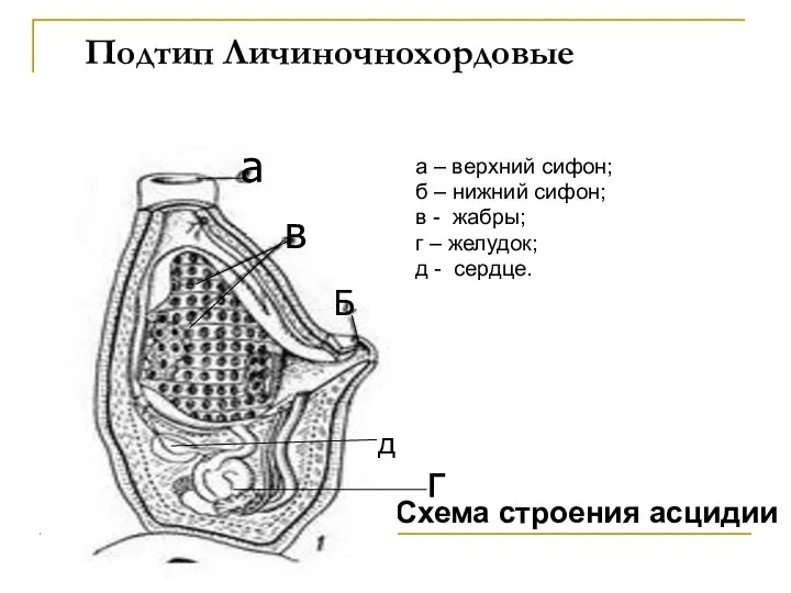 Подтип Личиночнохордовые а – верхний сифон; б – нижний сифон;