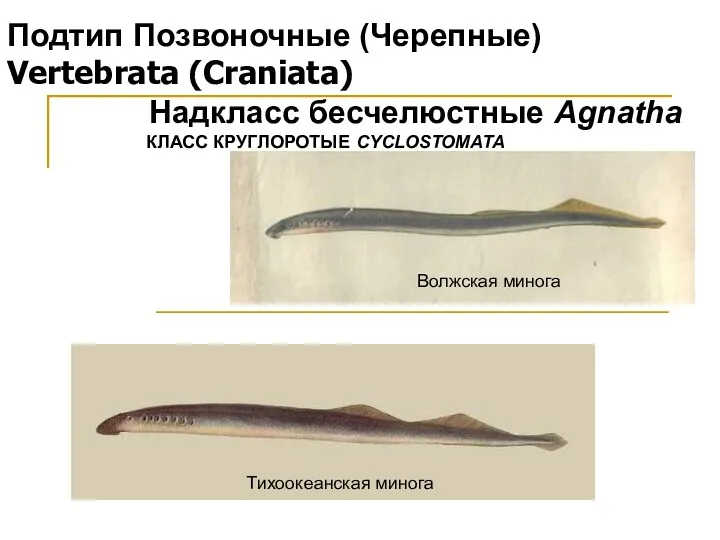 Подтип Позвоночные (Черепные) Vertebrata (Craniata) Надкласс бесчелюстные Agnatha КЛАСС КРУГЛОРОТЫЕ CYCLOSTOMATA