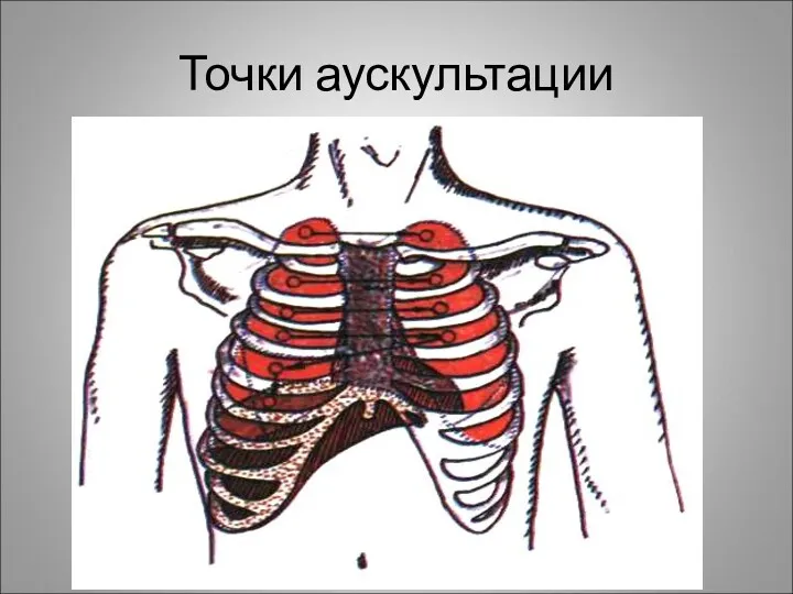 Точки аускультации