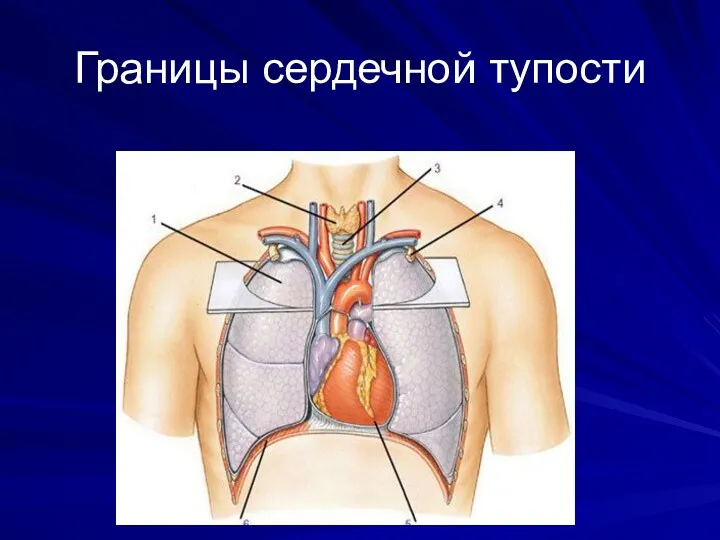 Границы сердечной тупости