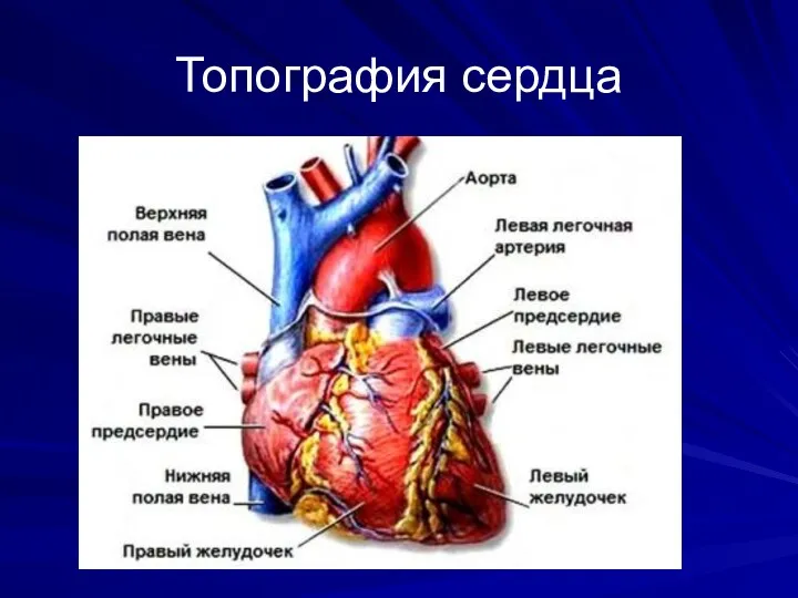 Топография сердца