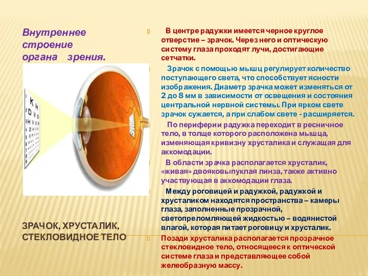 ЗРАЧОК, ХРУСТАЛИК, СТЕКЛОВИДНОЕ ТЕЛО Внутреннее строение органа зрения. В центре