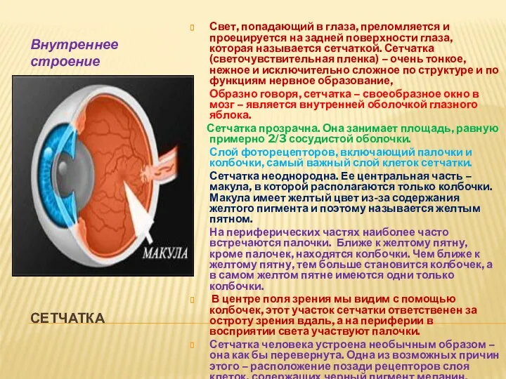 СЕТЧАТКА Внутреннее строение органа зрения. Свет, попадающий в глаза, преломляется