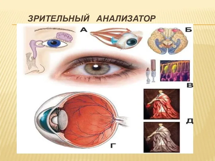 ЗРИТЕЛЬНЫЙ АНАЛИЗАТОР