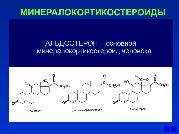 МИНЕРАЛОКОРТИКОСТЕРОИДЫ АЛЬДОСТЕРОН – основной минералокортикостероид человека