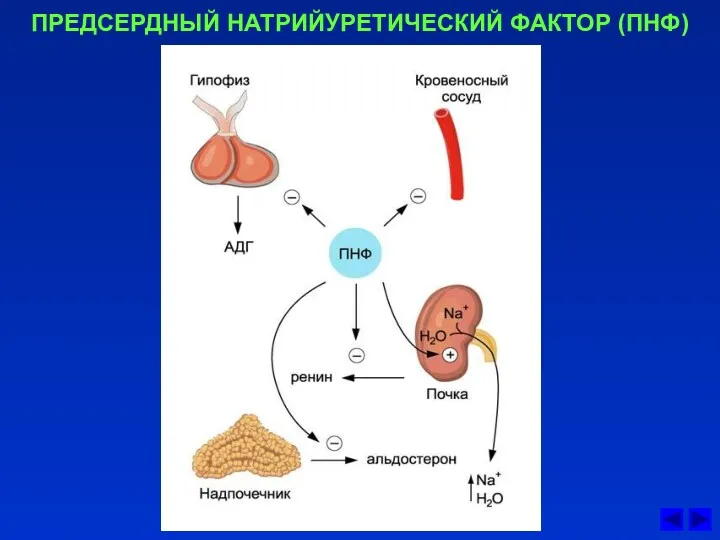 ПРЕДСЕРДНЫЙ НАТРИЙУРЕТИЧЕСКИЙ ФАКТОР (ПНФ)