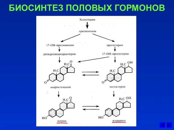 БИОСИНТЕЗ ПОЛОВЫХ ГОРМОНОВ