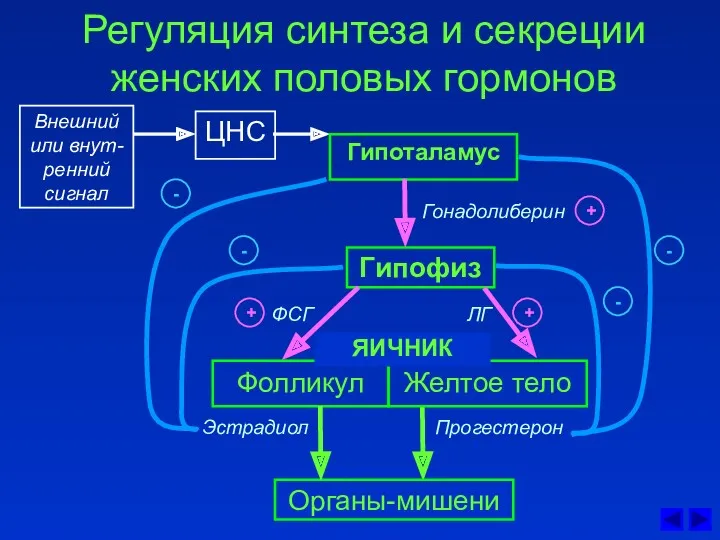 Регуляция синтеза и секреции женских половых гормонов ЦНС Гонадолиберин Гипоталамус