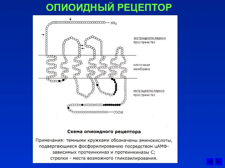 ОПИОИДНЫЙ РЕЦЕПТОР