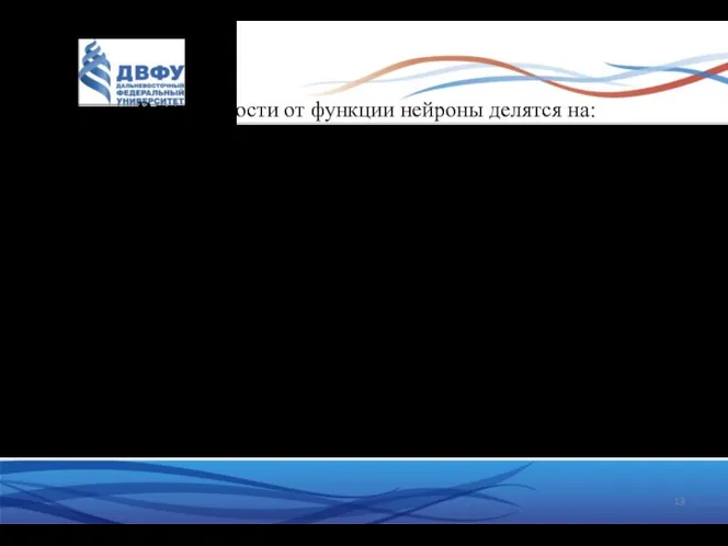 В зависимости от функции нейроны делятся на: рецепторные, чувствительные, афферентные.