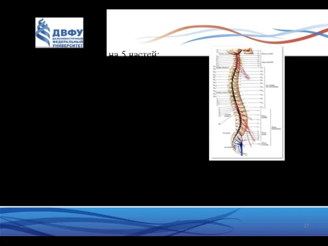 Спинной мозг делят на 5 частей: шейную (pars cervicalis), грудную