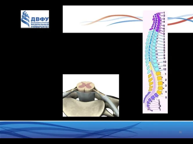 Характерной особенностью спинного мозга является его сегментарность и правильная периодичность выхода спинномозговых нервов.