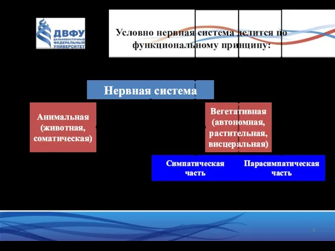 Условно нервная система делится по функциональному принципу: