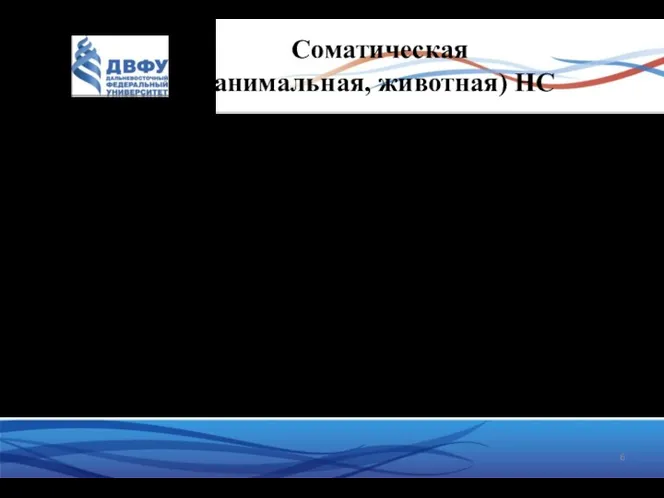 Соматическая (анимальная, животная) НС выполняет первую функцию НС – взаимодействие