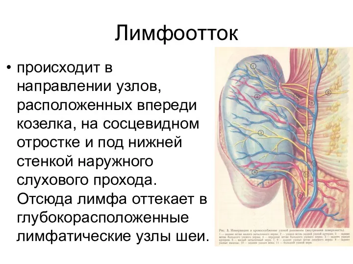 Лимфоотток происходит в направлении узлов, расположенных впереди козелка, на сосцевидном