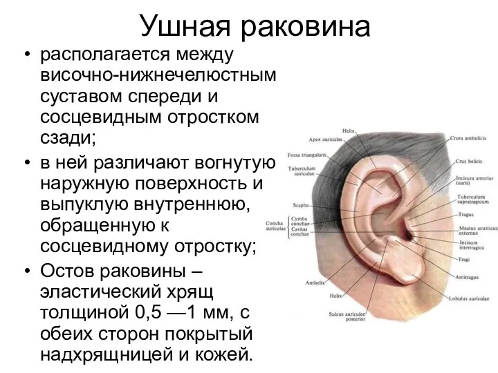 Ушная раковина располагается между височно-нижнечелюстным суставом спереди и сосцевидным отростком