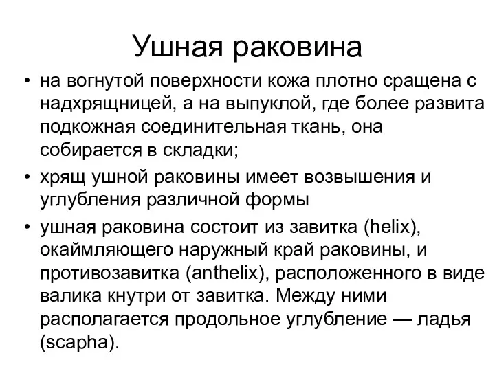 Ушная раковина на вогнутой поверхности кожа плотно сращена с надхрящницей,