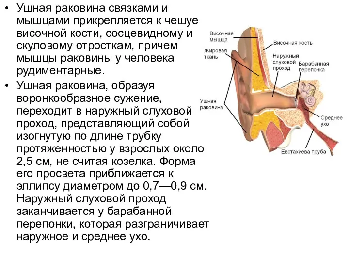 Ушная раковина связками и мышцами прикрепляется к чешуе височной кости,