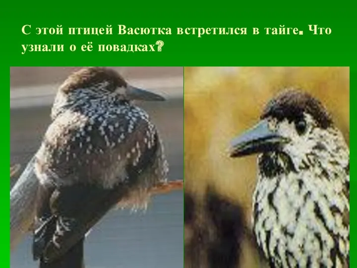 С этой птицей Васютка встретился в тайге. Что узнали о её повадках?