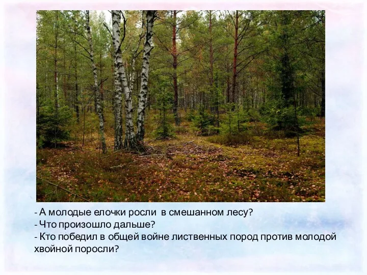 - А молодые елочки росли в смешанном лесу? - Что