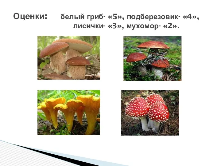 Оценки: белый гриб- «5», подберезовик- «4», лисички- «3», мухомор- «2».