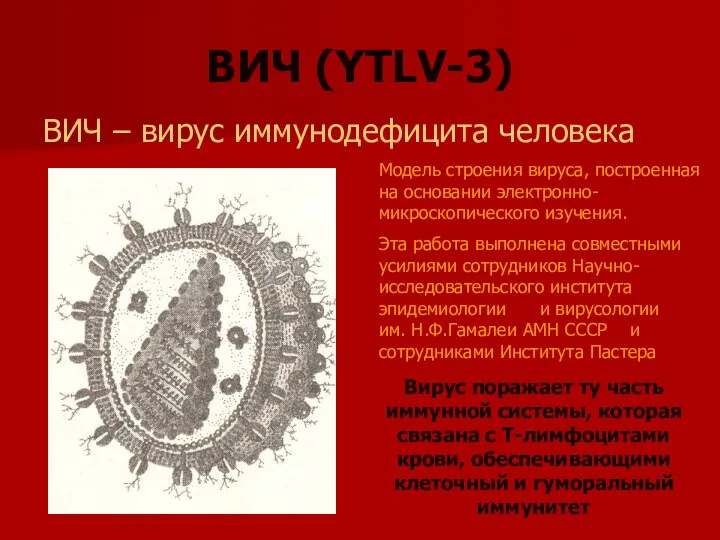 ВИЧ (YTLV-3) ВИЧ – вирус иммунодефицита человека Модель строения вируса,