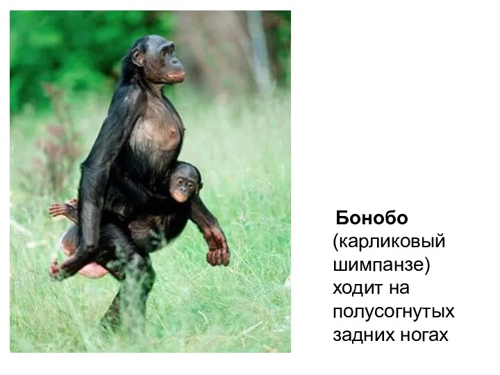 Бонобо (карликовый шимпанзе) ходит на полусогнутых задних ногах