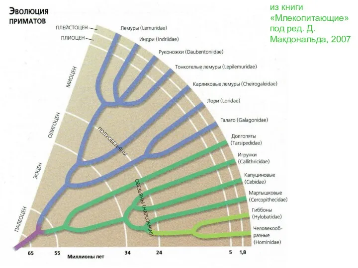 из книги «Млекопитающие» под ред. Д.Макдональда, 2007