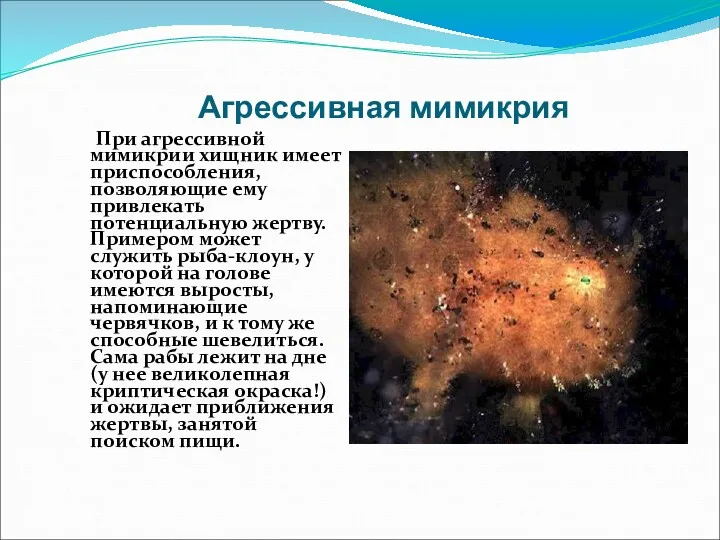 Агрессивная мимикрия При агрессивной мимикрии хищник имеет приспособления, позволяющие ему