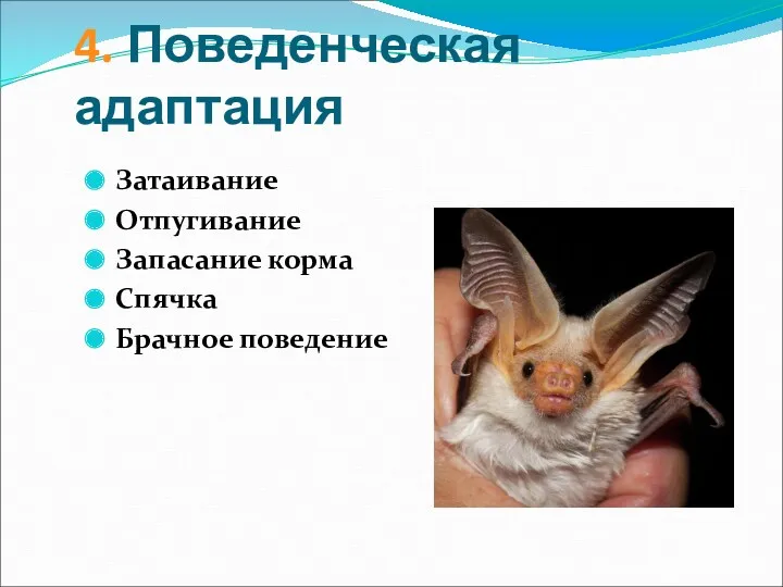 4. Поведенческая адаптация Затаивание Отпугивание Запасание корма Спячка Брачное поведение