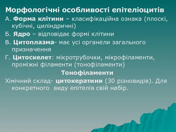 Морфологічні особливості епітеліоцитів А. Форма клітини – класифікаційна ознака (плоскі,