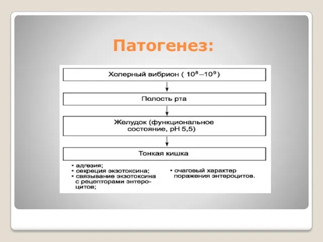 Патогенез: