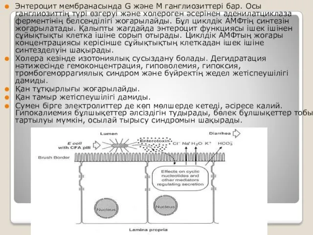 Энтероцит мембранасында G және М ганглиозиттері бар. Осы ганглиозиттің түрі