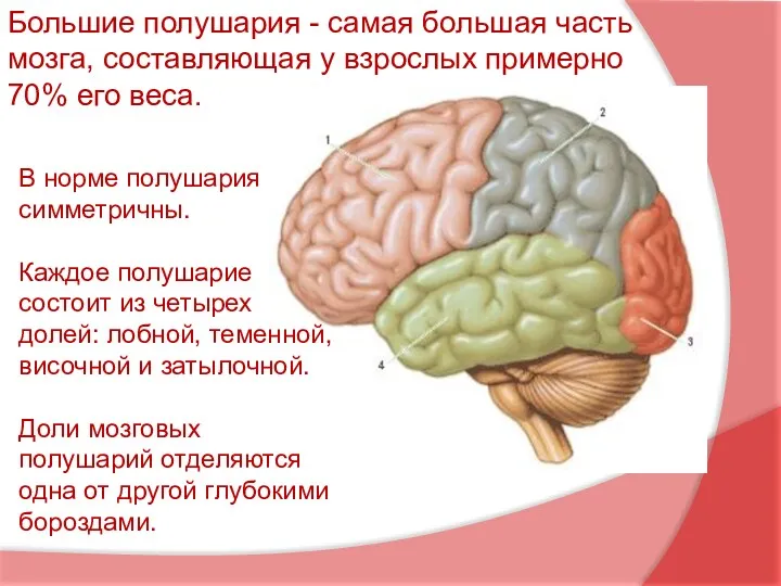 В норме полушария симметричны. Каждое полушарие состоит из четырех долей: