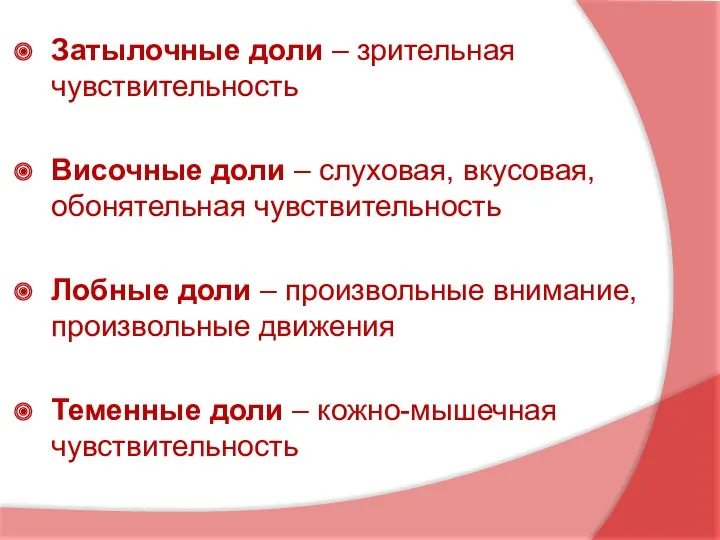 Затылочные доли – зрительная чувствительность Височные доли – слуховая, вкусовая,