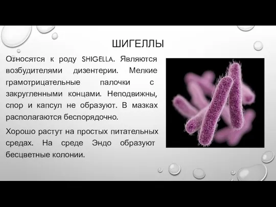 ШИГЕЛЛЫ Относятся к роду SHIGELLA. Являются возбудителями дизентерии. Мелкие грамотрицательные