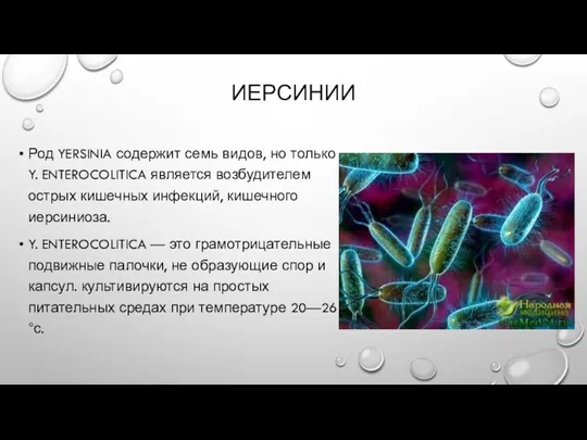 ИЕРСИНИИ Род YERSINIA содержит семь видов, но только Y. ENTEROCOLITICA